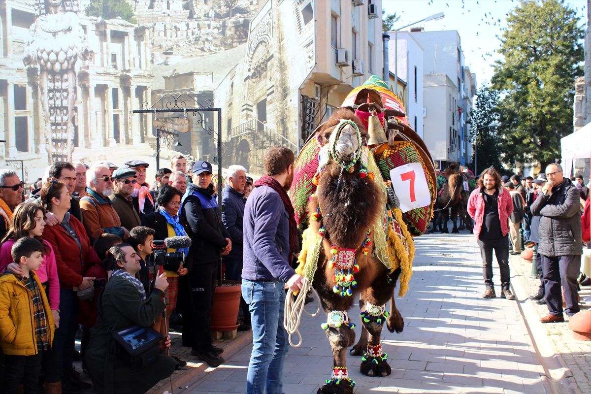 İzmir\'de Efes Deve Güreşleri öncesi en süslü deve seçildi