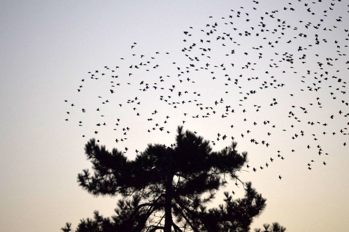 Karga ve sığırcıkların dansı ilgi odağı oldu