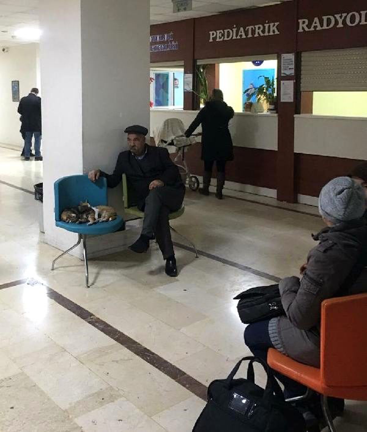 Kediler hastane koridorunda