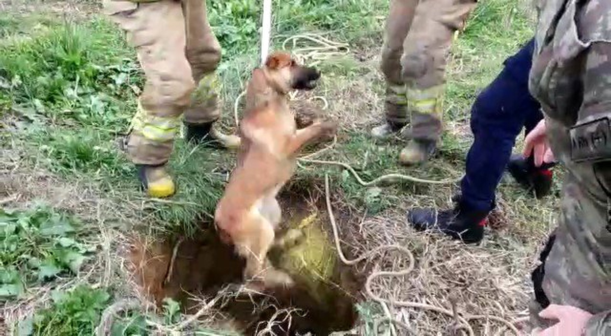 Kuyuya düşen köpeği kurtarma operasyonu kamerada