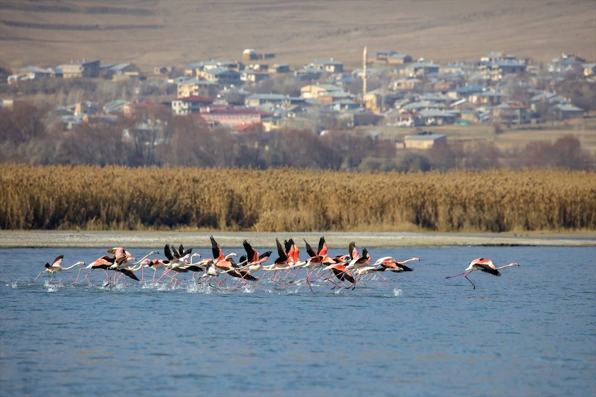 Van Gölü Havzası göçmen kuşlara ev sahipliği yapıyor