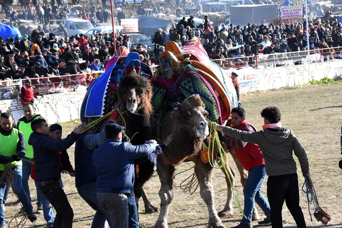 Muğla\'daki deve güreşi festivaline yoğun ilgi