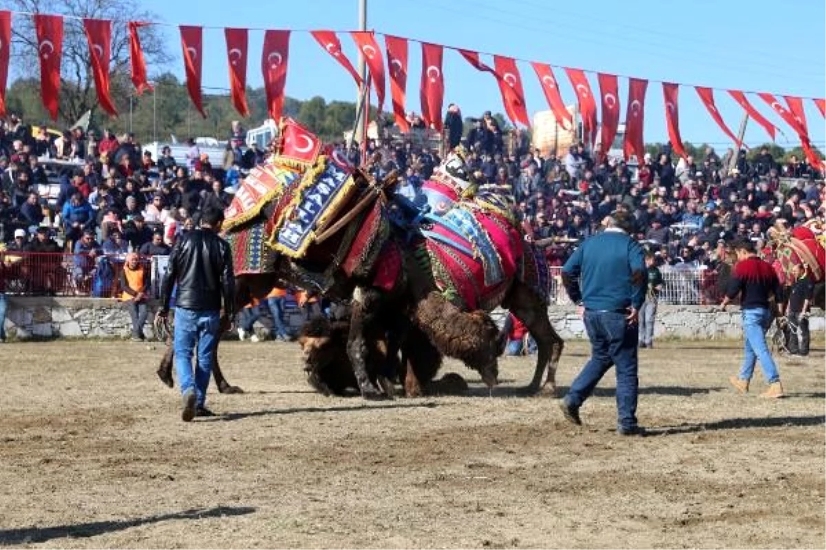 Yatağan\'da develer güreştirildi