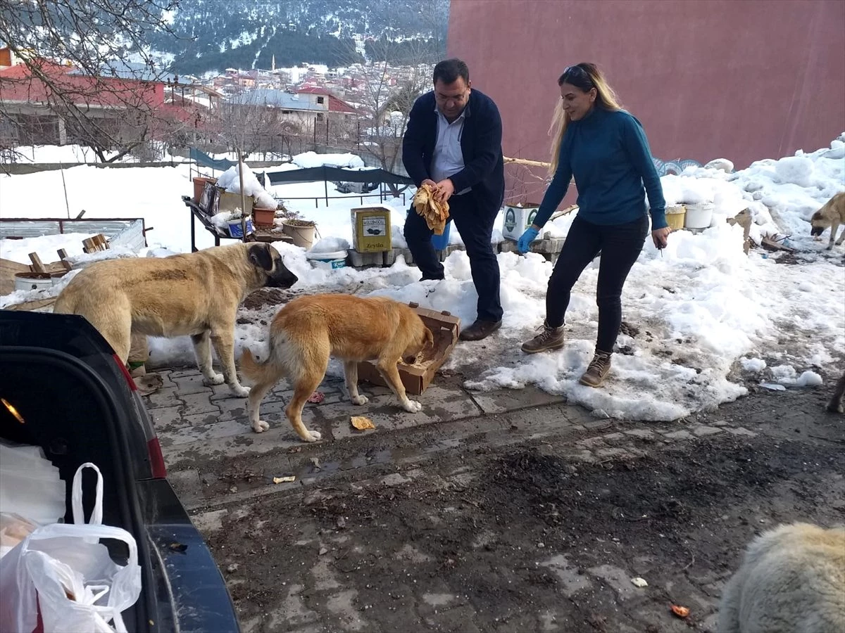 Yayladaki sahipsiz köpekler için yiyecek bırakıldı