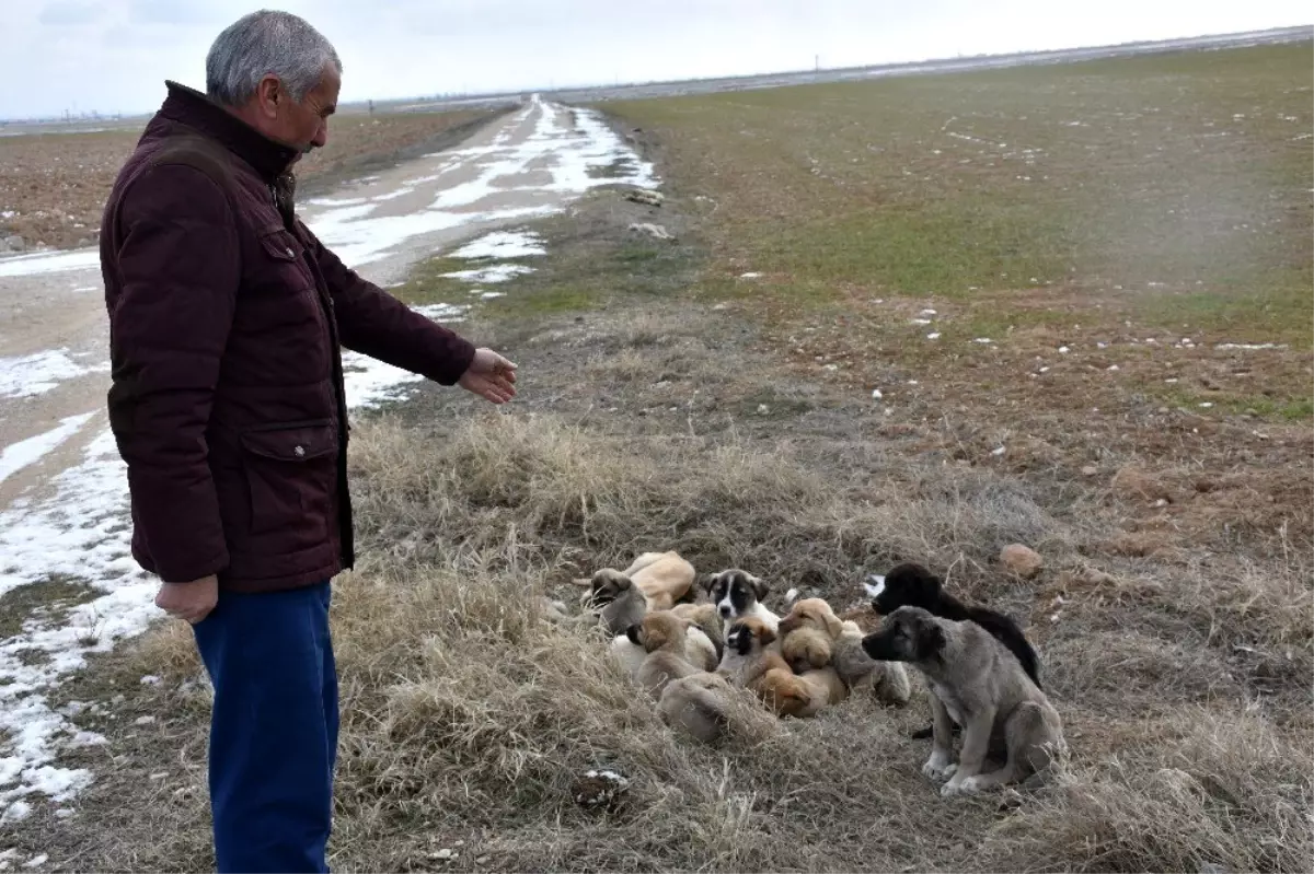 Aksaray\'da yavru köpekler soğukta ölüme terk edildi