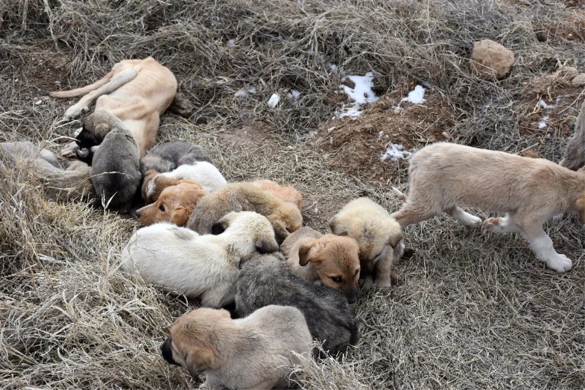 Aksaray\'da yavru köpekler soğukta ölüme terk edildi