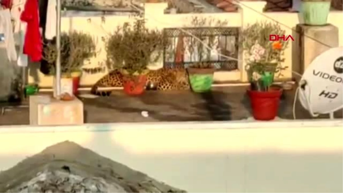 Hindistan\'da bir evin çatısında uyuyan leopar yakalandı