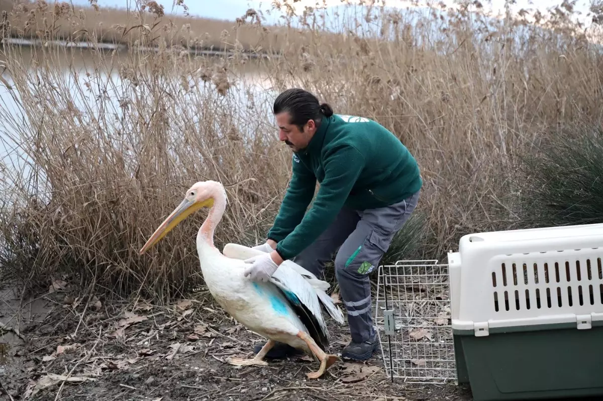 Ormanya, Ak Pelikan\'a umut oldu