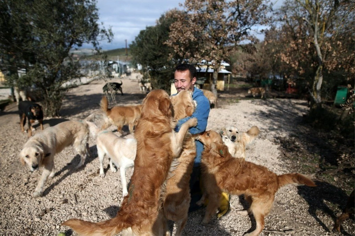 (Özel Haber) Sahipsiz köpek bırakmadı