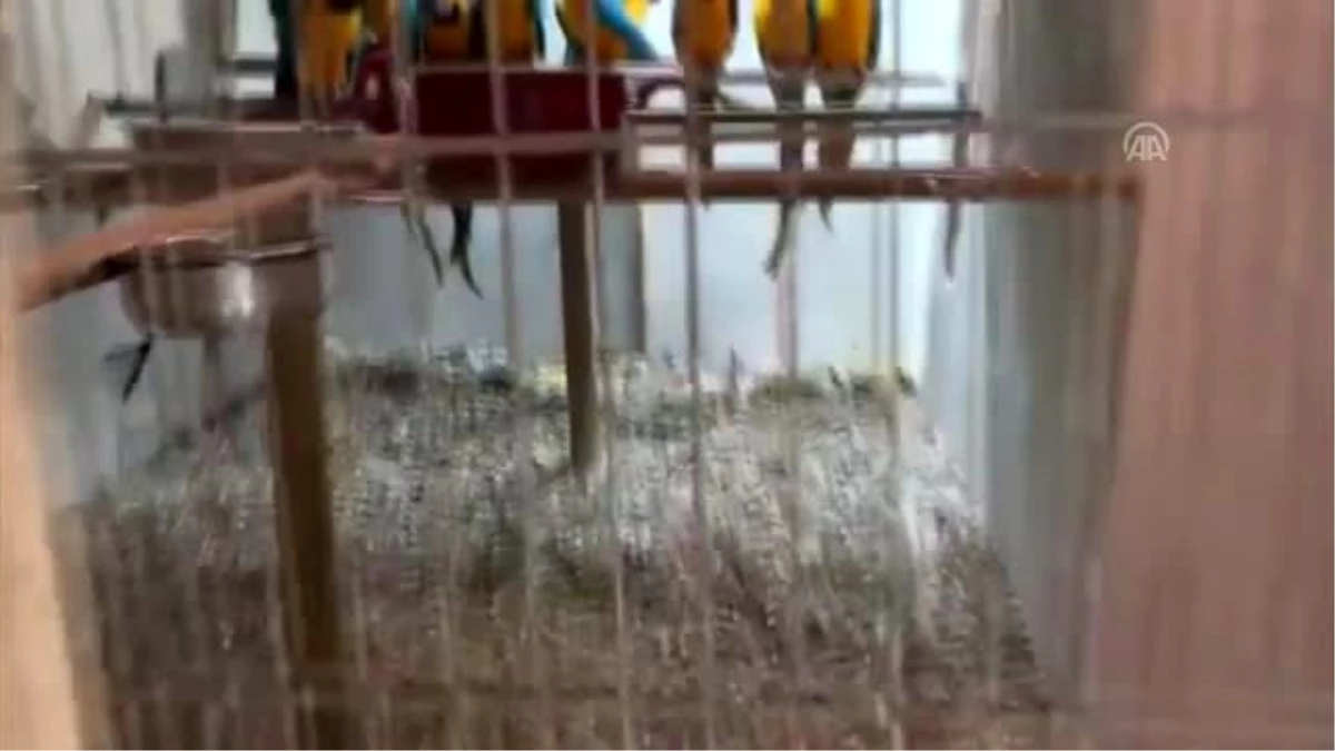 Sosyal medyadan papağan satmaya çalışan şüpheli yakalandı