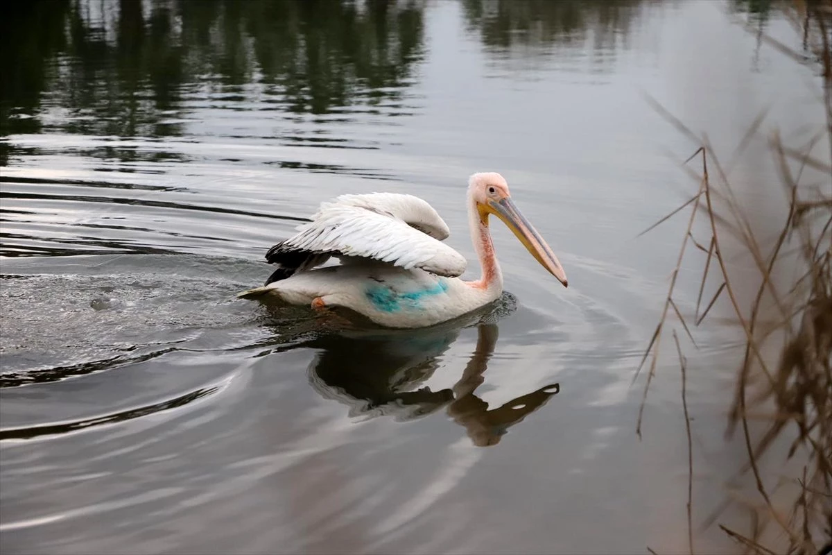 Yaralı pelikan "Avrupa\'nın en büyük doğal yaşam parkı"nda tedavi edildi