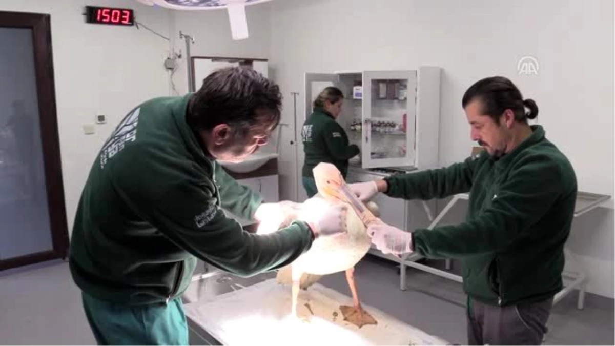 Yaralı pelikan "Avrupa\'nın en büyük doğal yaşam parkı"nda tedavi edildi