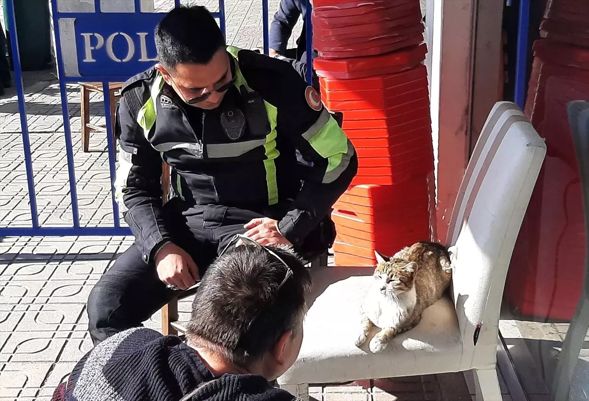 Bodrum\'da polis ekibi, yaralı kediyi veterinere götürüp tedavi ettirdi