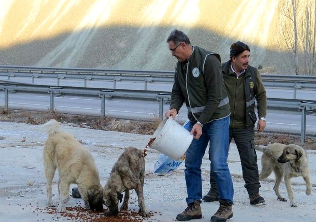 Erzincan\'da yaban hayatına yem desteği