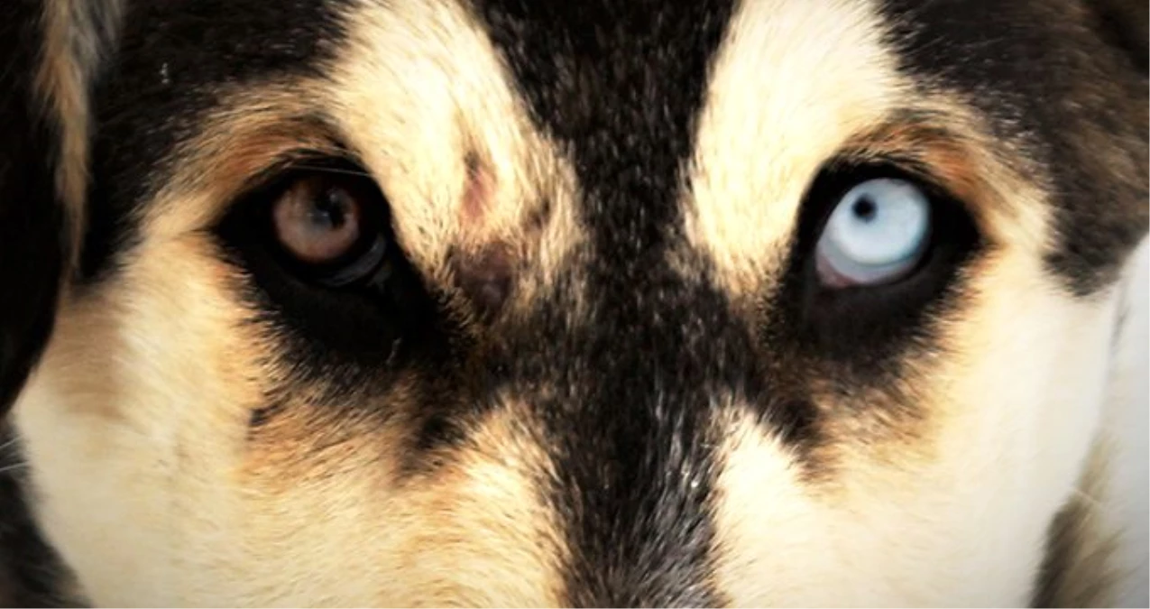 İki gözü farklı köpekleri görenler şaşkınlık içinde kalıyor