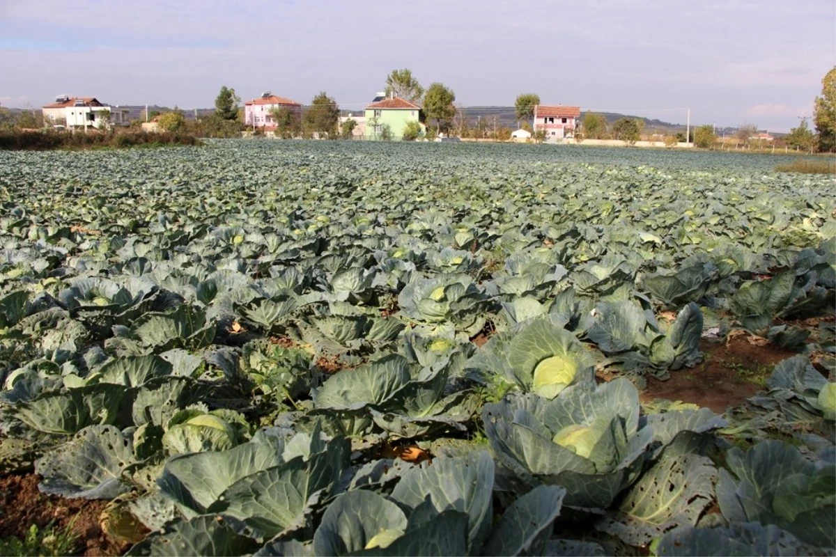 Karadeniz\'in gıda ambarı Samsun