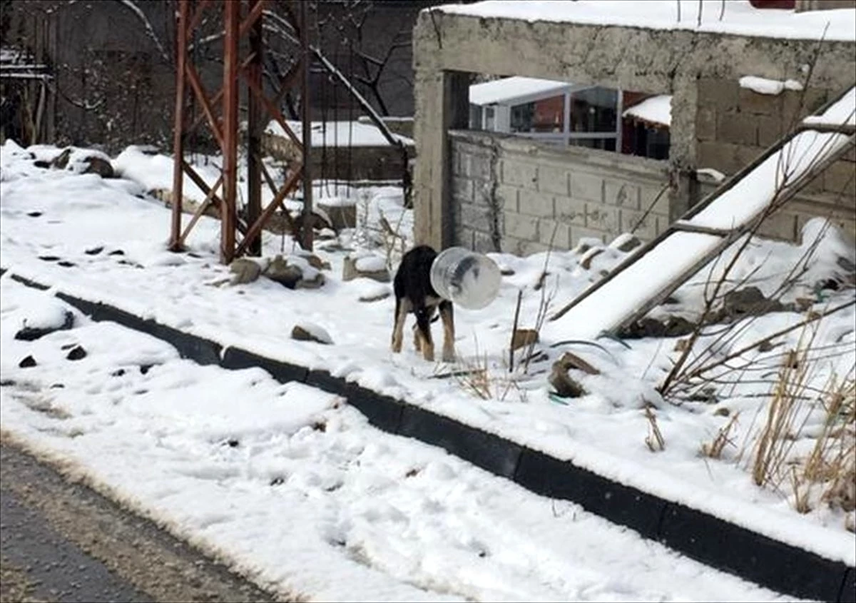 Kayseri\'de bidona başı sıkışan köpeği jandarma kurtardı