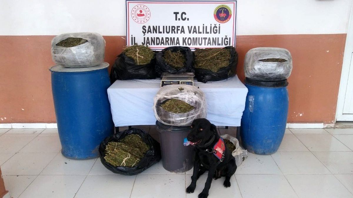 Şanlıurfa\'nın Suruç ilçesinde 105 kilo esrar ele geçirildi