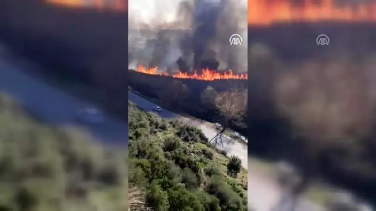 Sazlık alanda yangın (2)