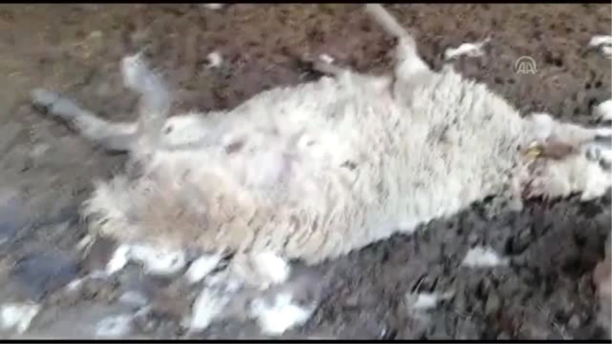 Sokak köpeklerinin 10 koyunu telef ettiği, 9\'unu yaraladığı iddiası
