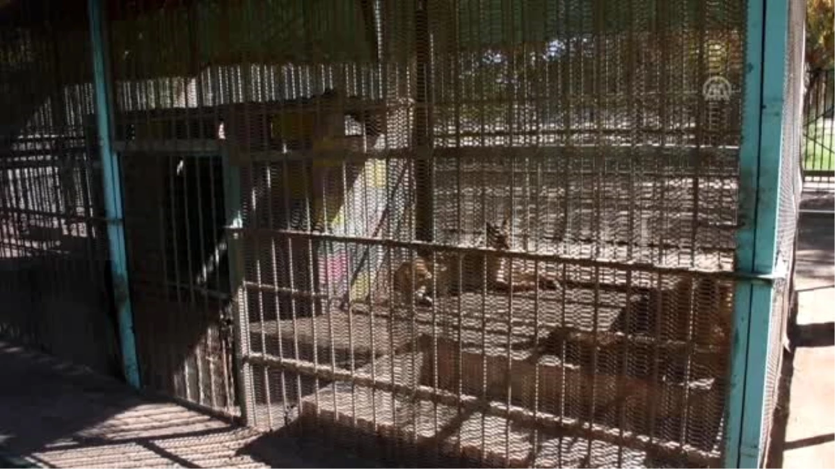 Sudan\'da açlıktan ölmek üzere olan aslanlara hayvanseverler sahip çıktı