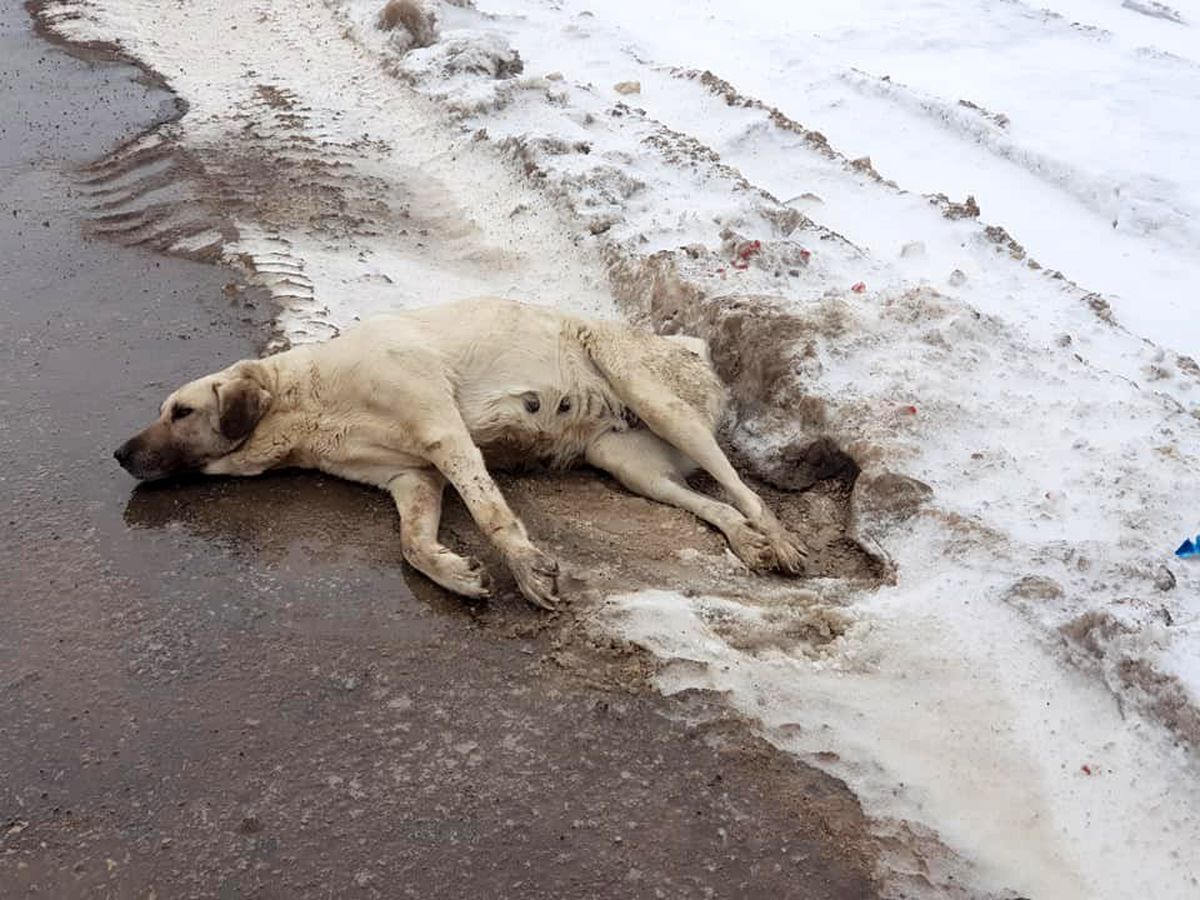 Yaralı halde bulunan köpek, tedavi altına alındı