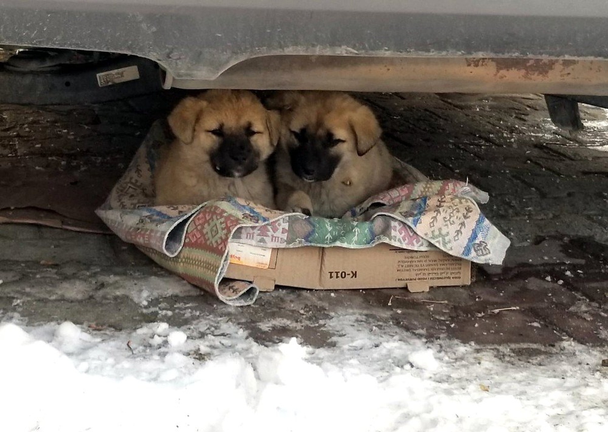 Yavru köpeklerin soğukta yaşam mücadelesi yürek burktu