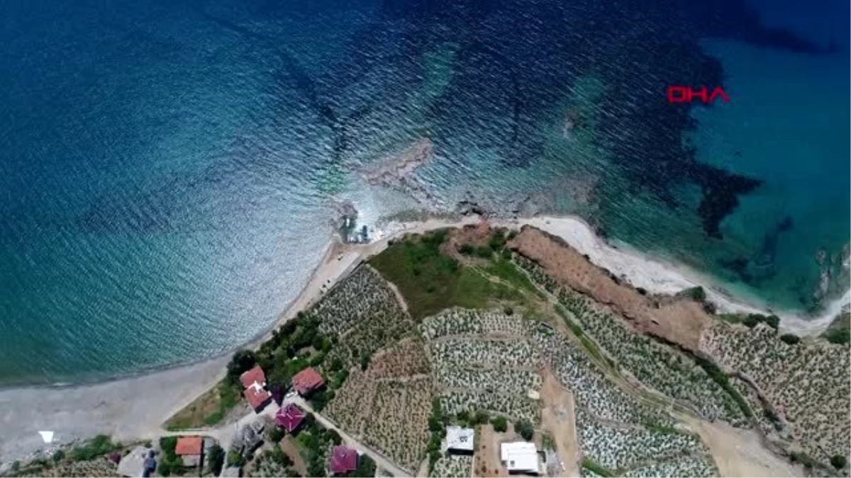 Antalya türkiye\'nin ilk ticari kahve üretimi başlıyor