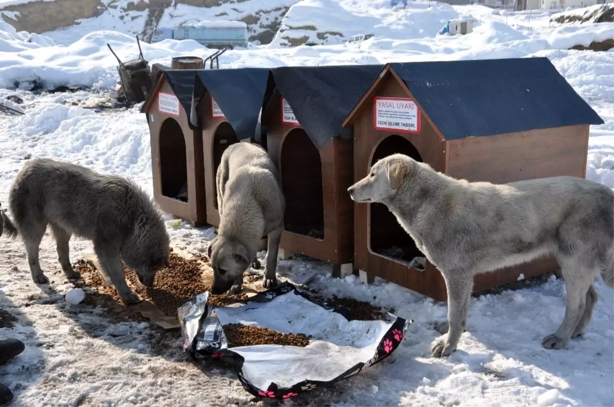 Avustralya\'dan Yüksekova\'ya köpek barınağı