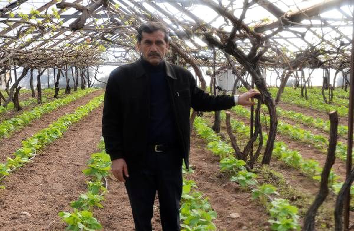 Çevreci muhtarın serasına intikam saldırısı