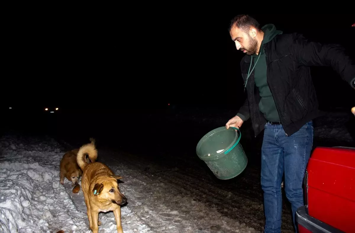 Gündüz pilav satıp gece sokak hayvanlarını besliyor