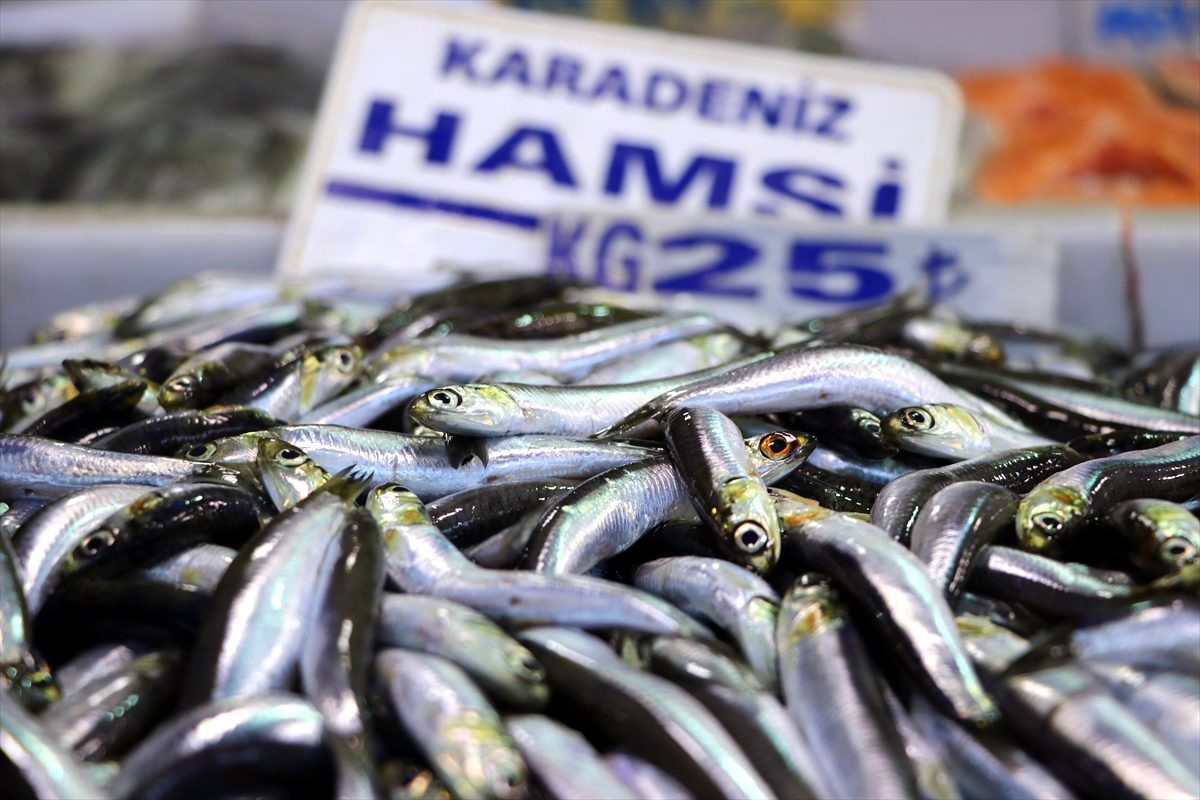 Hamsi, Tekirdağlı balıkçıların yüzünü güldürdü