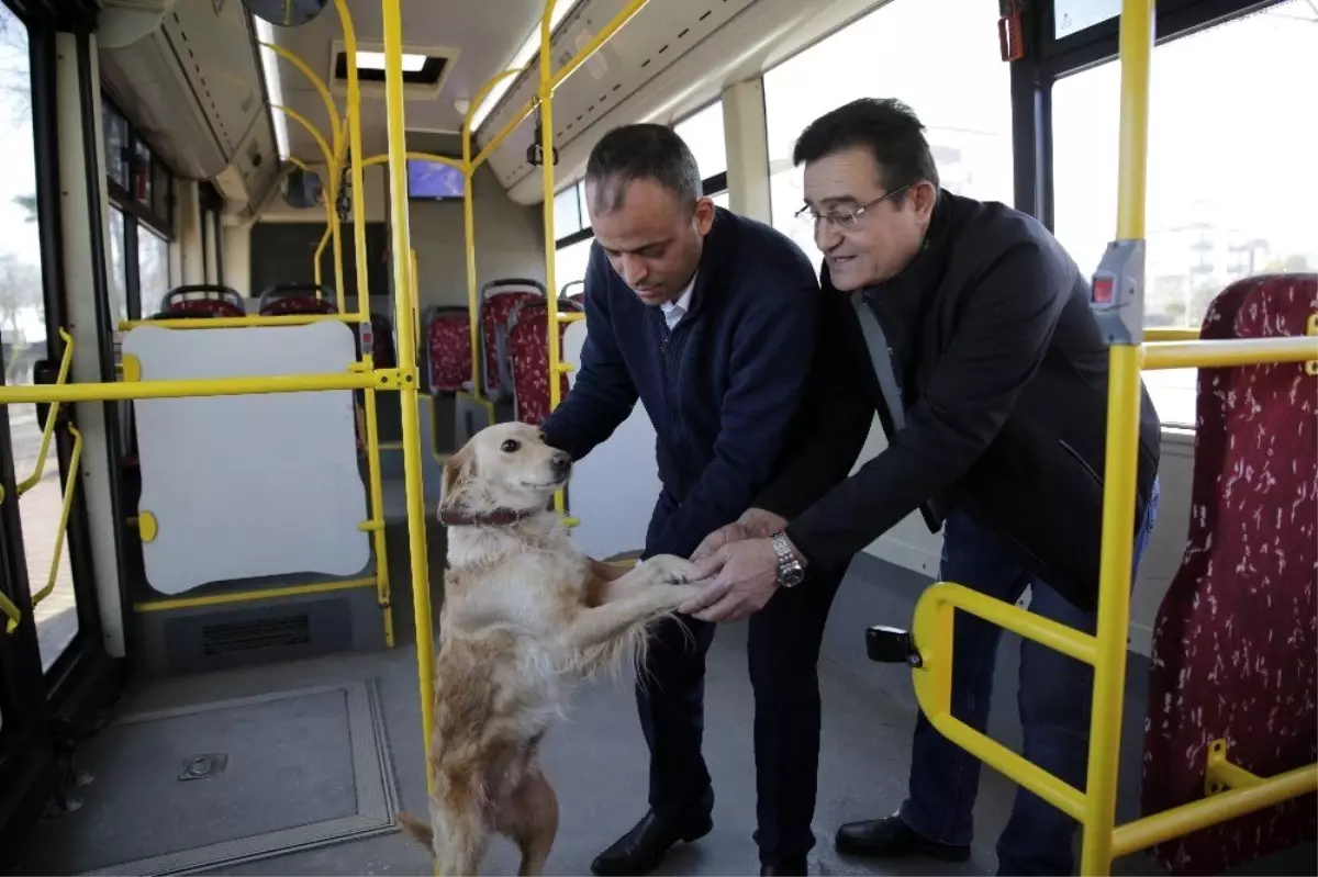 Üşüyen köpek yolcularla şehir turu attı