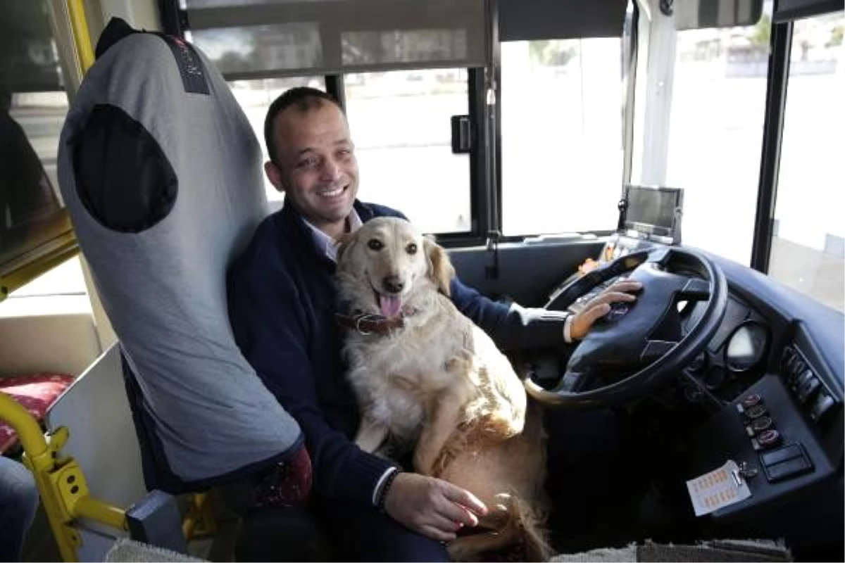 Üşüyüp otobüse binen köpek yolcularla şehir turu attı