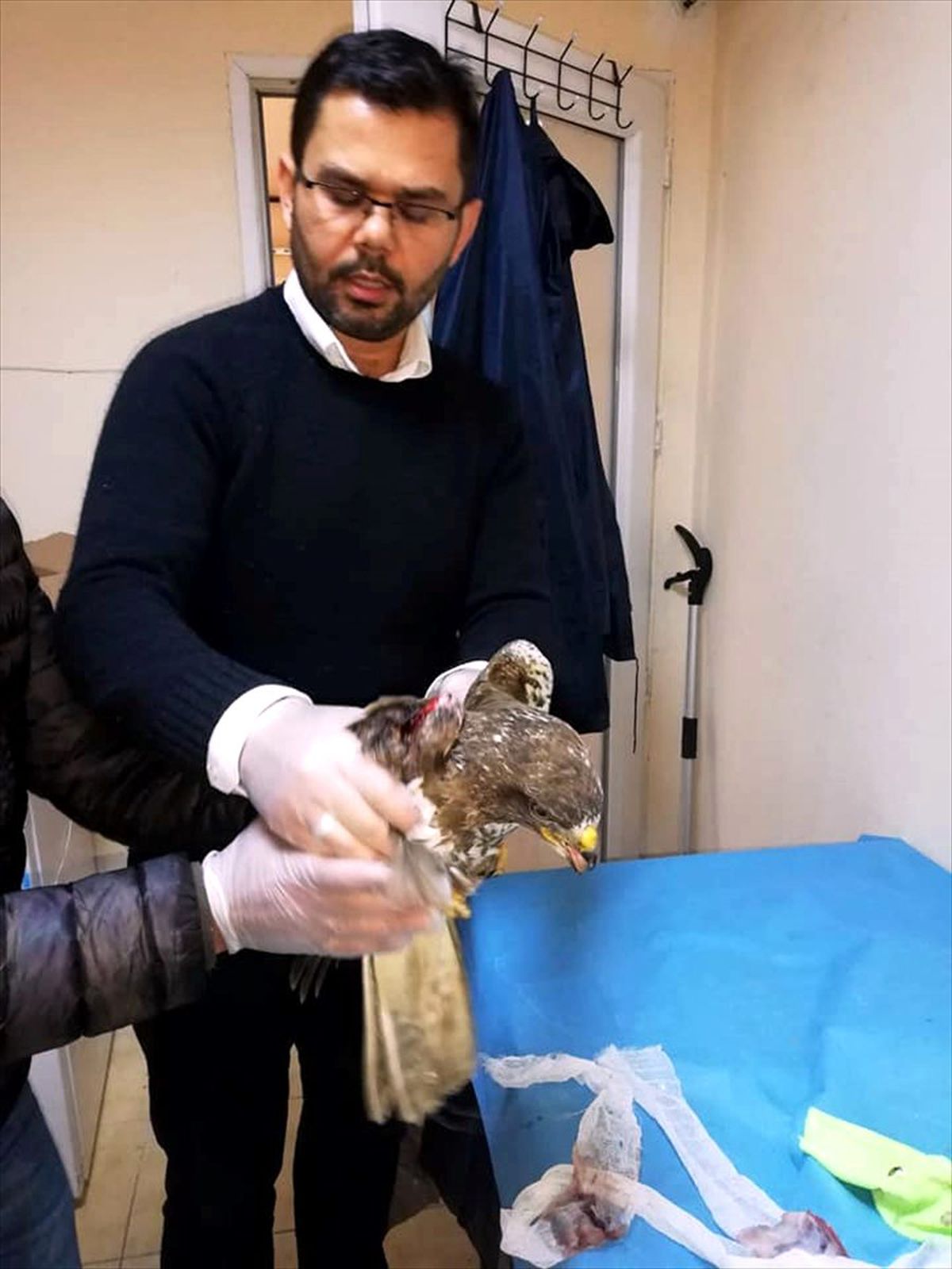 Yaralı şahin tedavi altına alındı