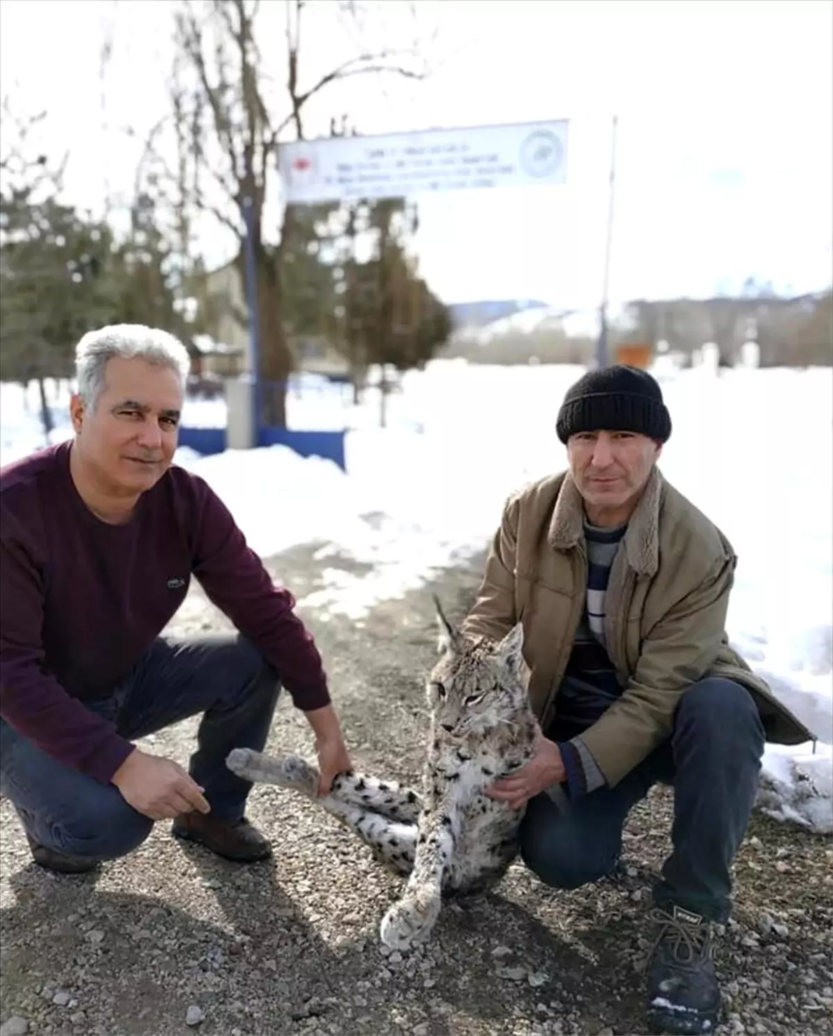 Aç kalan vaşak kazada telef oldu