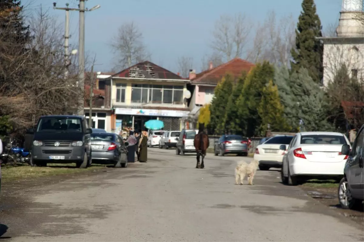 Ahırdan kaçan at trafikte tehlike oluşturdu