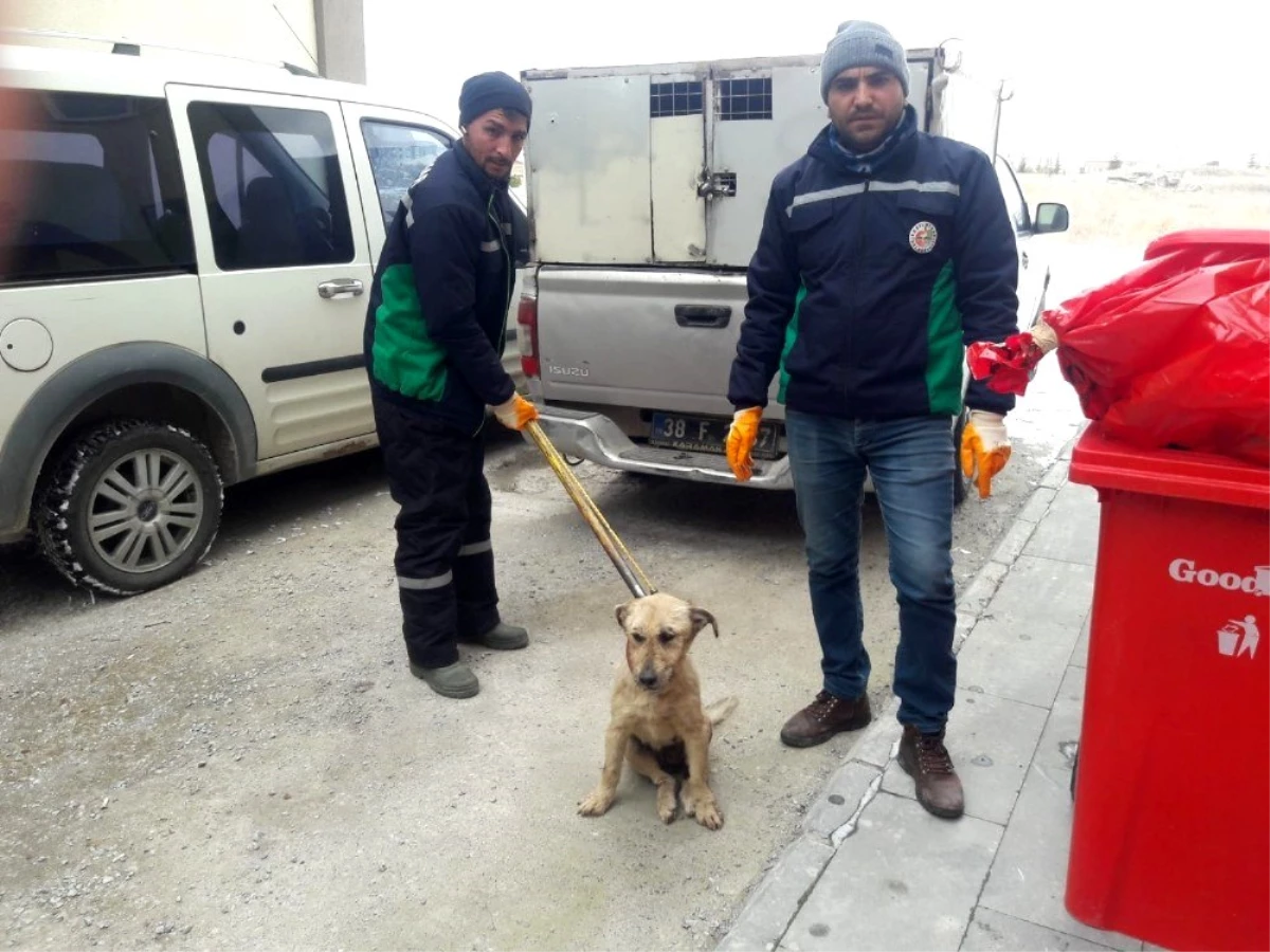 Aracın çarptığı köpek Hayvan Hastanesi\'nde tedavi altına alındı