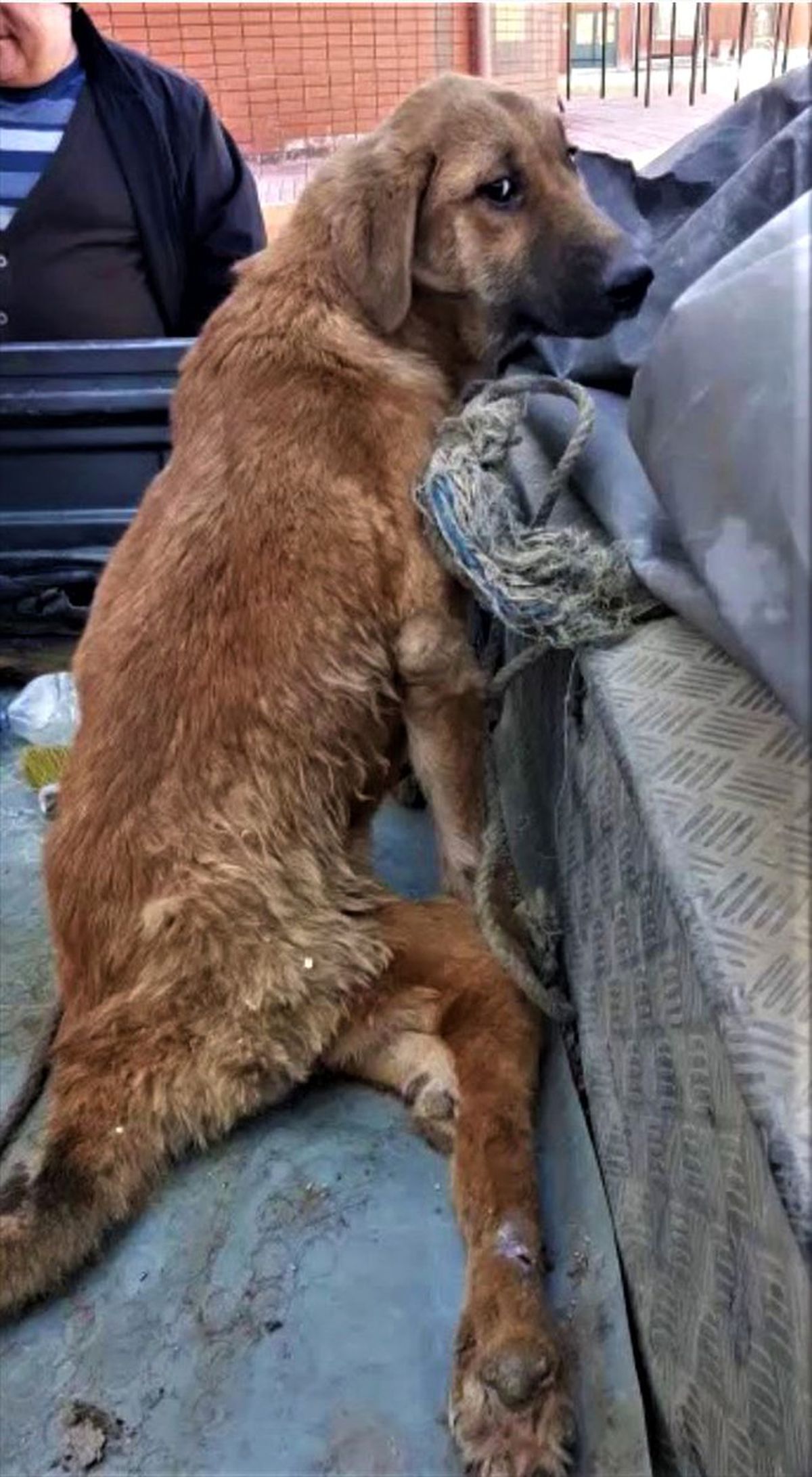 Burdur\'da çöplükte bulunan engelli köpek hayvan hastanesinde tedaviye alındı