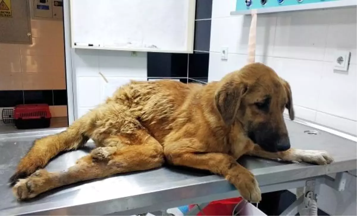 Çöplükte bulunan yaralı köpek tekerlekli sandalyeyle yaşama tutunacak