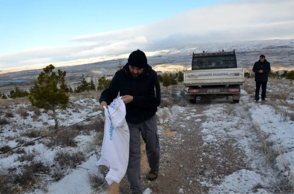 Gülşehir Belediye ekipleri yaban hayvanları unutmadı