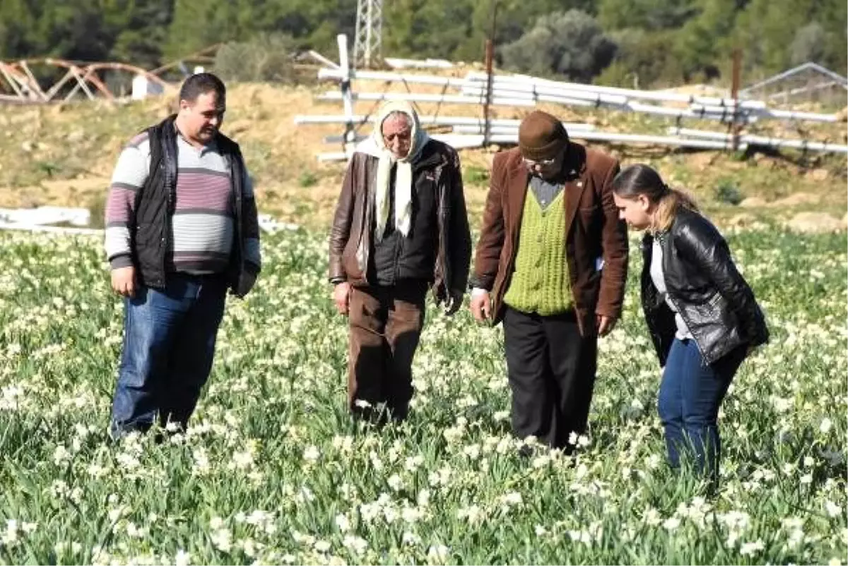 Karaburun\'un nergis tarlalarında festival heyecanı