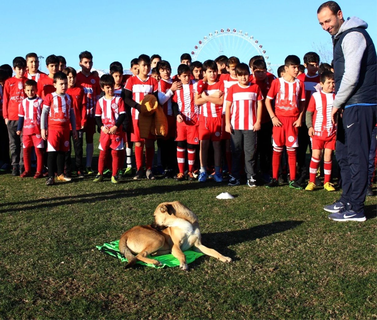 Minik kramponlar için sömestr turnuvası