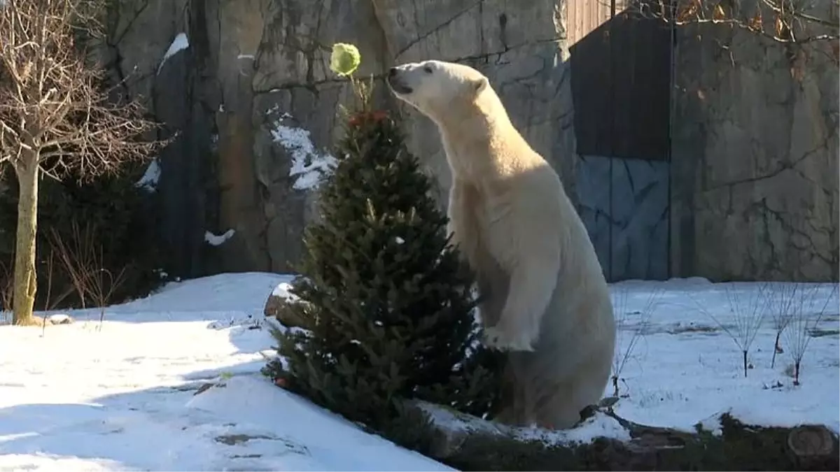 Noel\'den kalan çam ağaçlarıyla hayvanat bahçesindeki hayvanlara ziyafet