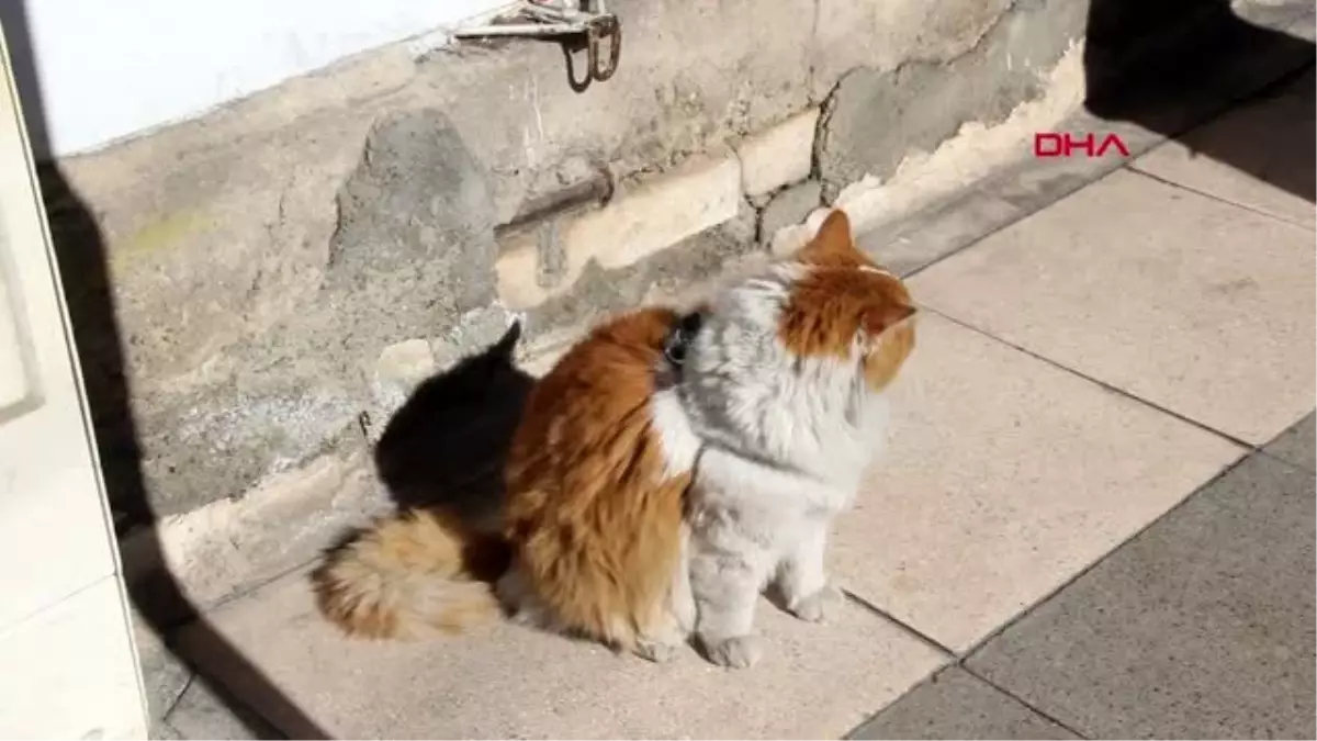 8 kiloluk kedi \'şerafettin\', esnafın maskotu oldu