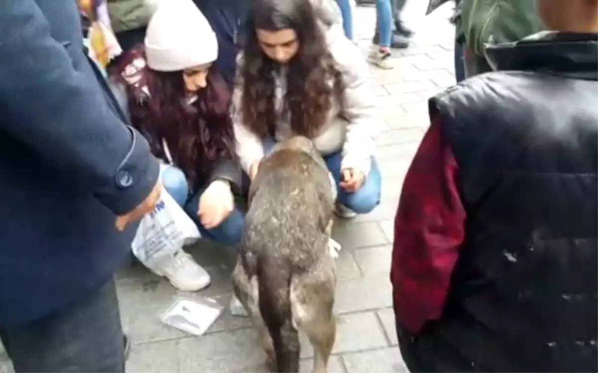 Aracın çarptığı iddia edilen köpeğe vatandaşlardan şefkat eli