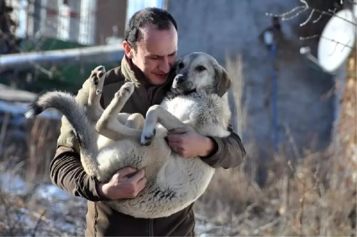 Banka müdürü, kendini sokak köpeklerine adadı