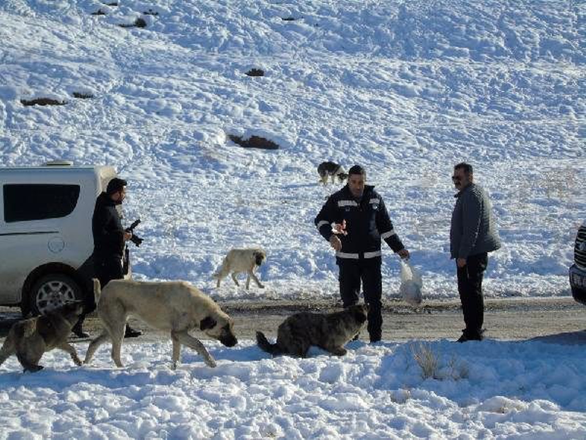 Başkale\'de sokak hayvanları için doğaya yem bıraldı