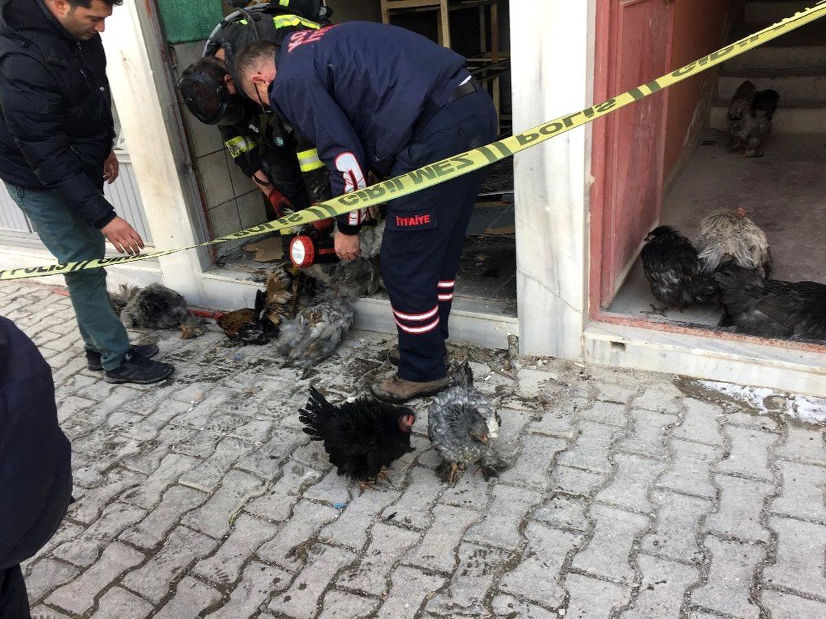 Bodrum yangınında tavuklar telef oldu