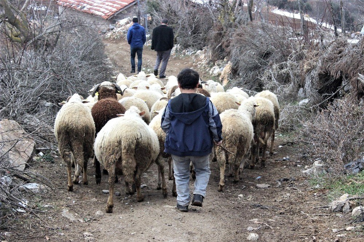 Boyundan büyük koyunlara çobanlık yapıyor